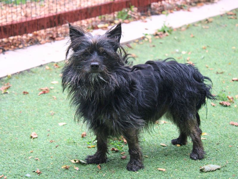 undefined | Terrier (Cairn) Cross | undefined - 2