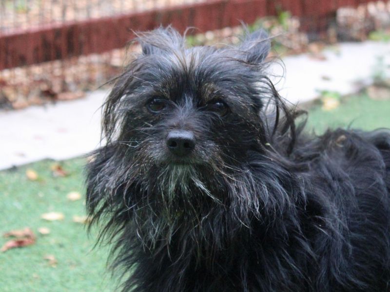 undefined | Terrier (Cairn) Cross | undefined - 1