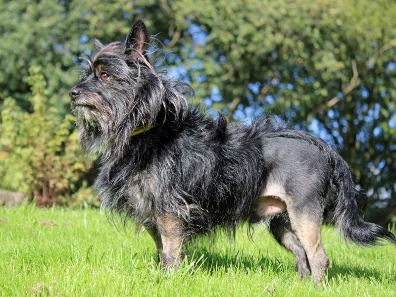 Toby | Terrier (Cairn) Cross | Merseyside (Liverpool) - 2