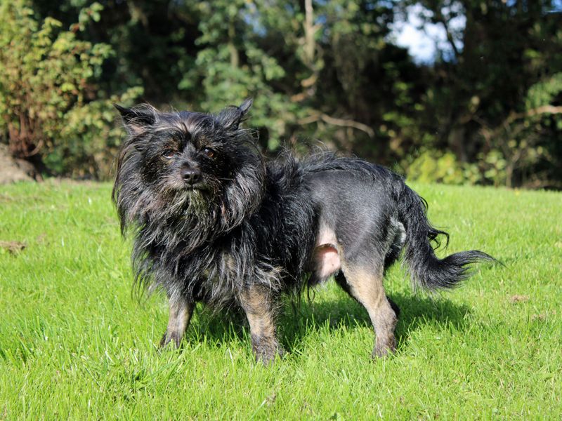 Toby | Terrier (Cairn) Cross | Merseyside (Liverpool) - 3