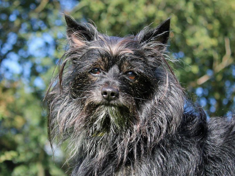 Toby | Terrier (Cairn) Cross | Merseyside (Liverpool) - 1
