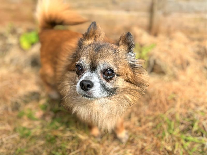undefined | Chihuahua (Long Coat) | undefined - 2