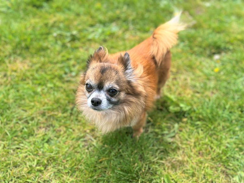 undefined | Chihuahua (Long Coat) | undefined - 3