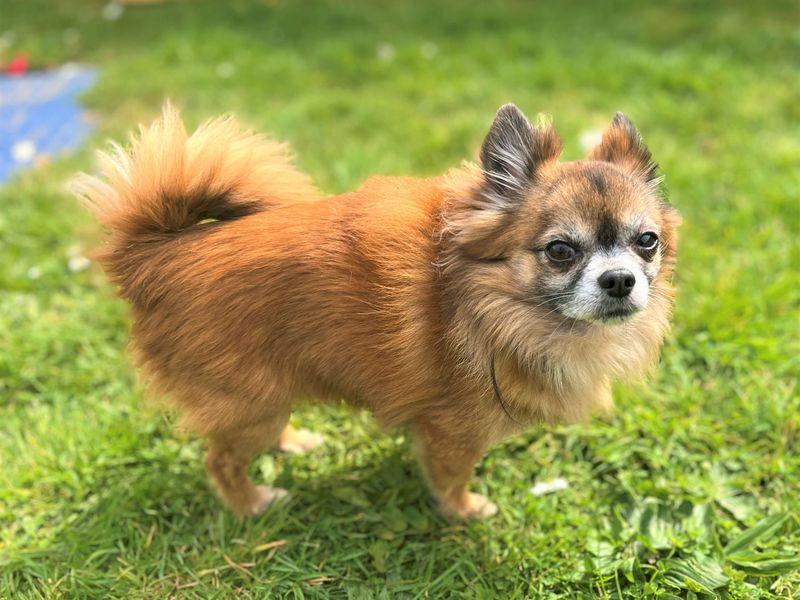 Reggie - Image 3 of 4