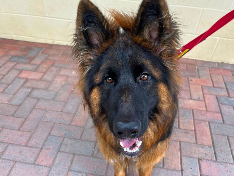 Snoop | German Shepherd Dog | Manchester - 5