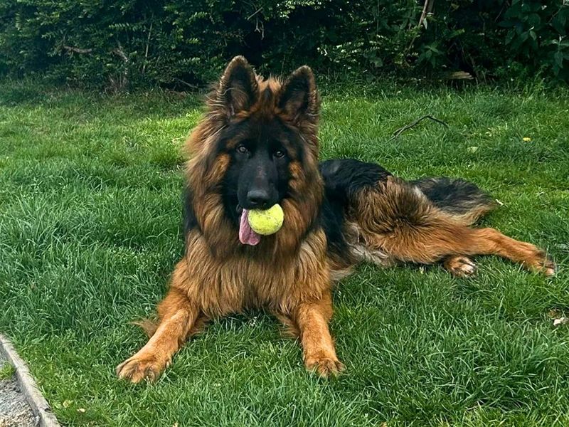 Snoop | German Shepherd Dog | Manchester - 7