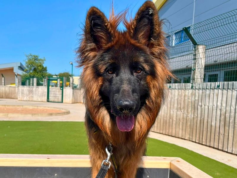 Snoop | German Shepherd Dog | Manchester - 8