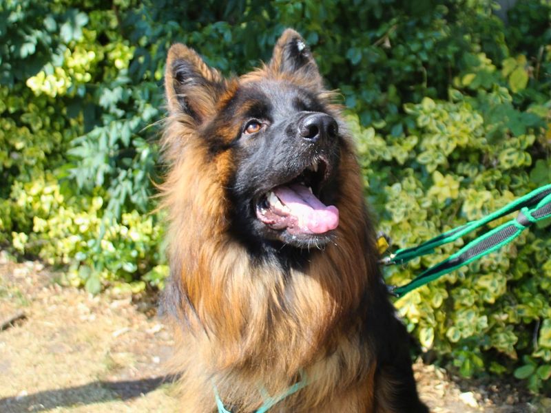 Snoop | German Shepherd Dog | Manchester - 3