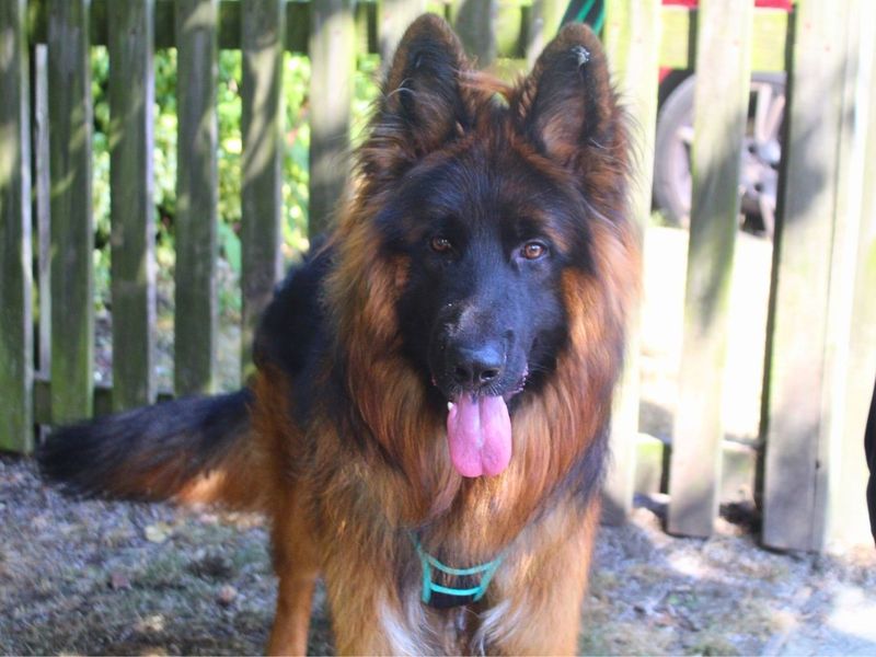 Snoop | German Shepherd Dog | Manchester - 4