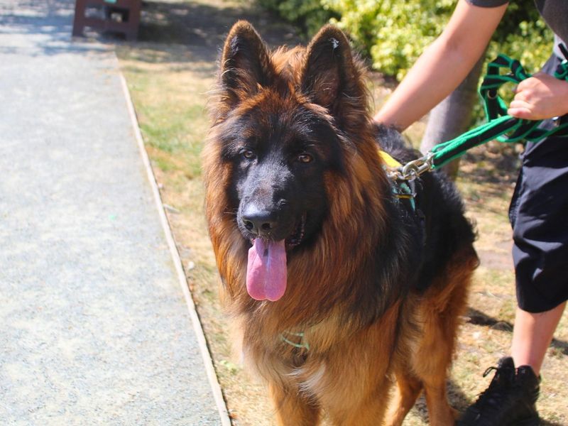 Snoop | German Shepherd Dog | Manchester - 2