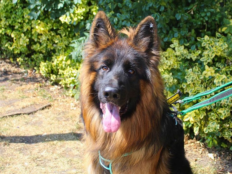 Snoop | German Shepherd Dog | Manchester - 6