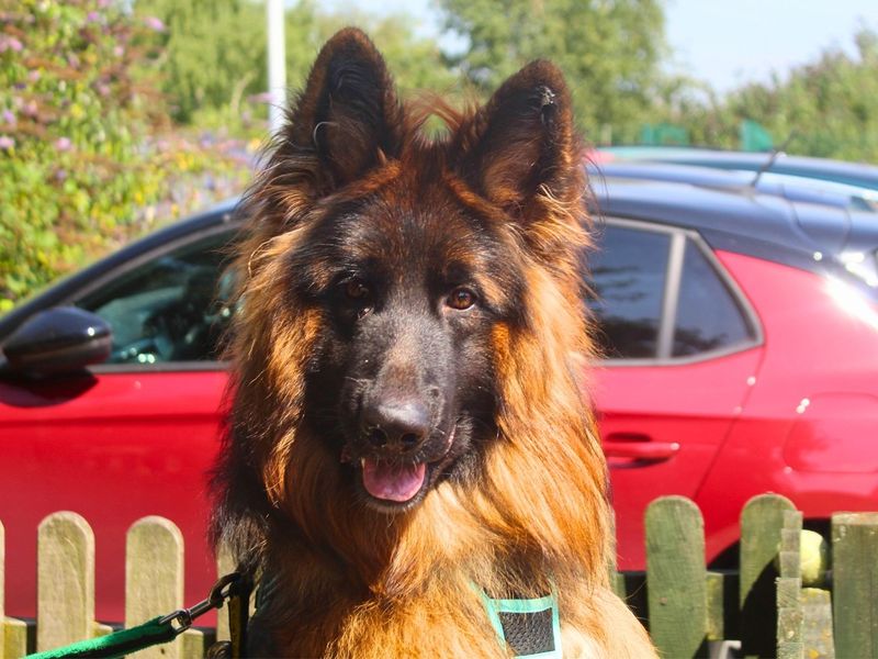 Snoop | German Shepherd Dog | Manchester - 9