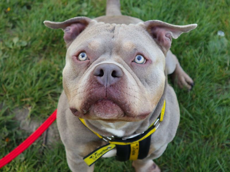 Kreed | American Bully Pocket | Harefield West London - 1