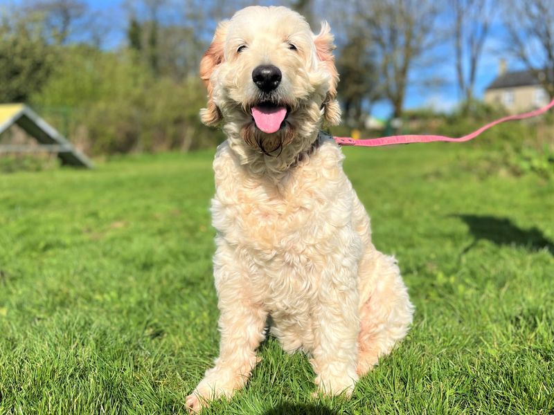 Poodle Dogs And Puppies For Adoption