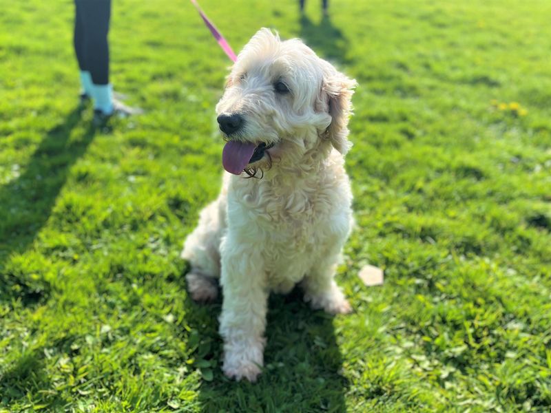 Daisy - Image 3 of 6