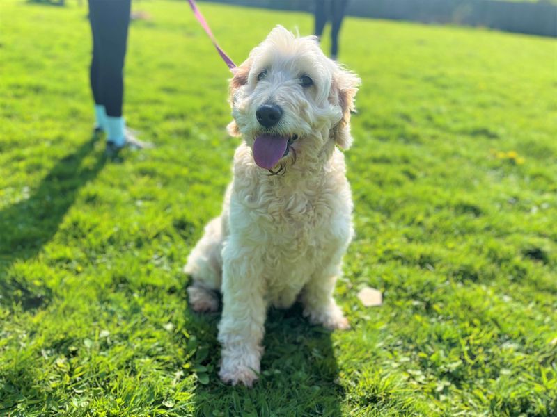 Daisy - Image 5 of 6