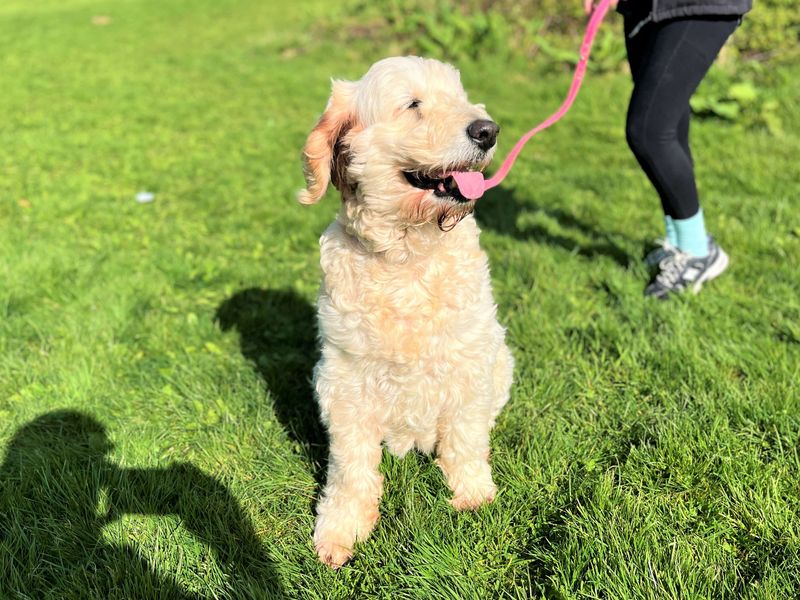 Daisy - Image 6 of 6