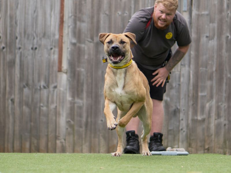 Dave | Belgian Shepherd Dog (Malinois) Cross | Kenilworth (West Midlands) - 1