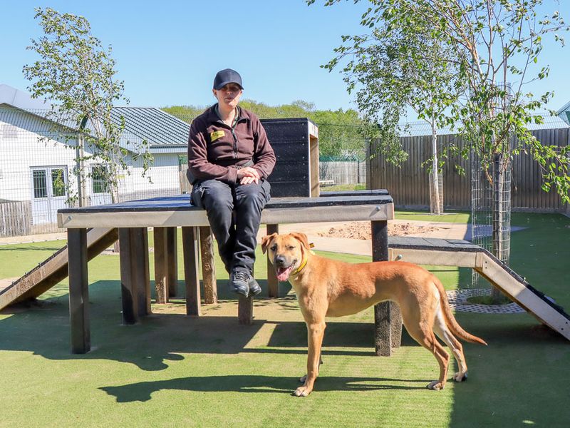 Juno | Crossbreed | Evesham (Worcestershire) - 1