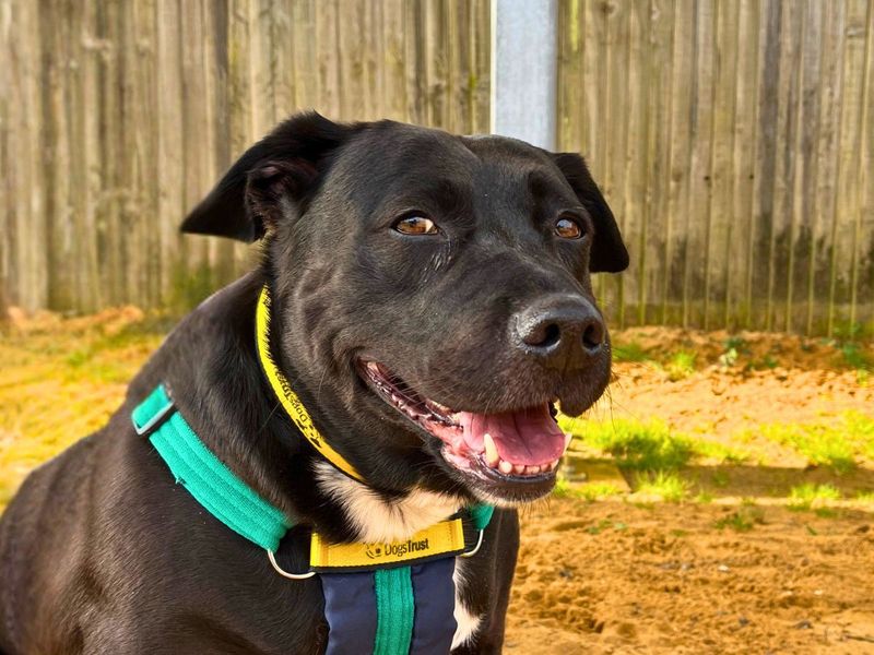 Liza | Terrier (Staffordshire Bull) Cross | Salisbury (Wiltshire) - 1