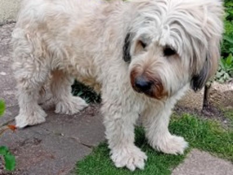 Beauden | Catalan Sheepdog | Newbury (Berkshire) - 1