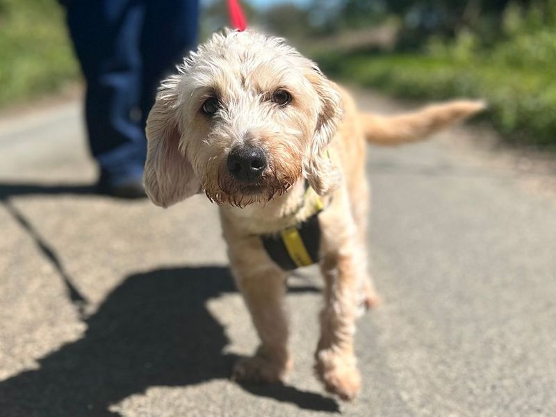 Brian | Basset Fauve De Bretagne Cross | Snetterton (Norfolk) - 1