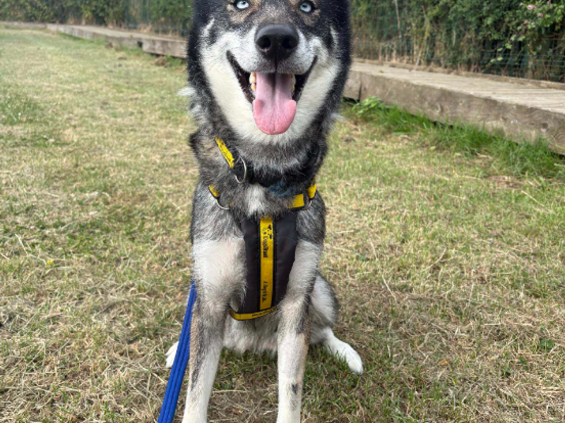 Ella