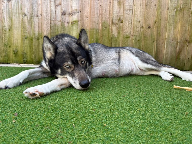 Ella | Siberian Husky | Loughborough - 3