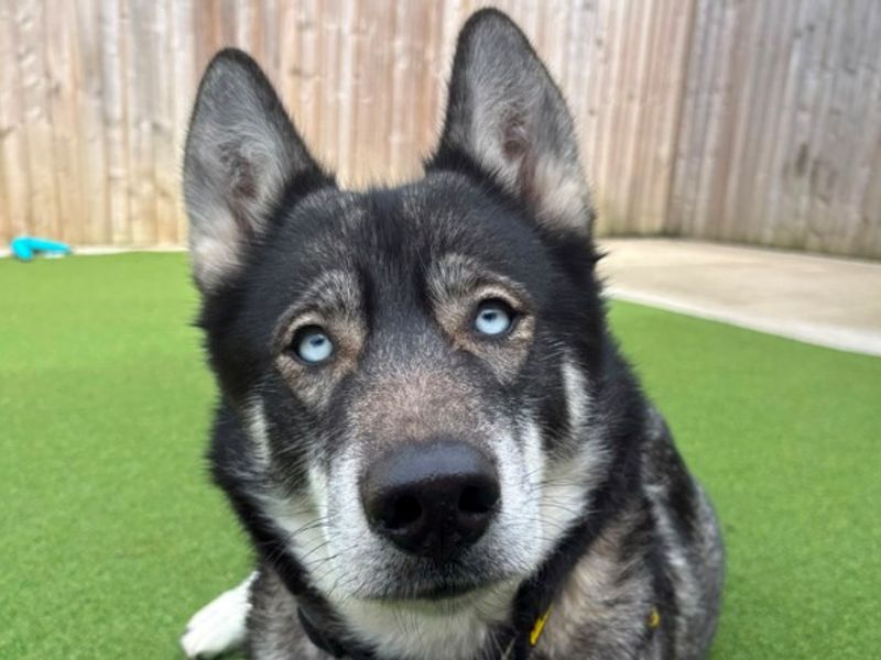 Ella | Siberian Husky | Loughborough - 5
