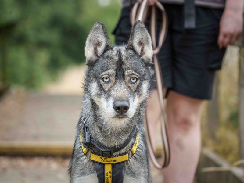 Ella | Siberian Husky | Loughborough - 4