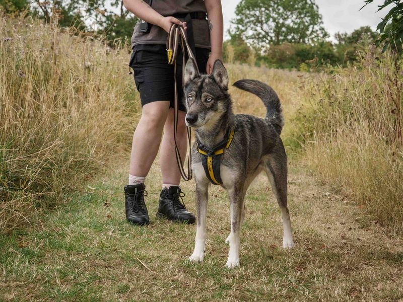 Ella | Siberian Husky | Loughborough - 1