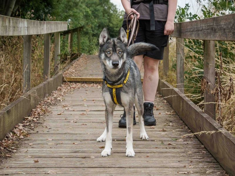Ella | Siberian Husky | Loughborough - 2