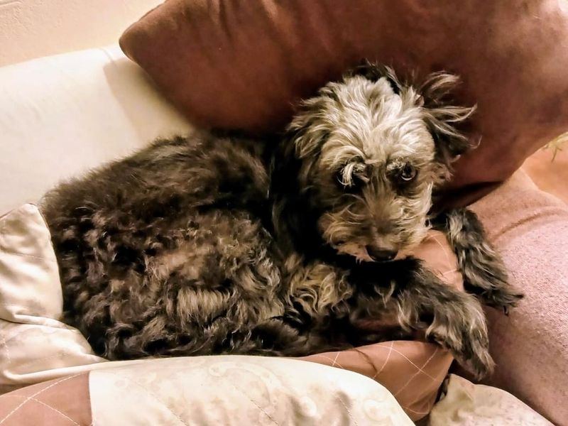 Poodle Dogs And Puppies For Adoption