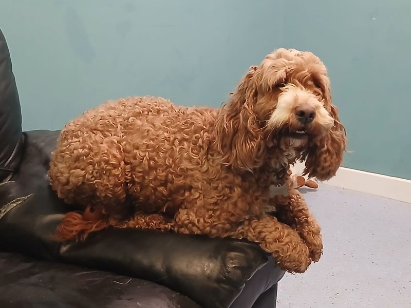 Poodle Dogs And Puppies For Adoption