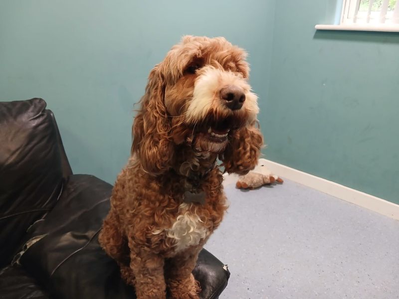 Luna | Poodle (Standard) Cross | Ilfracombe - 1