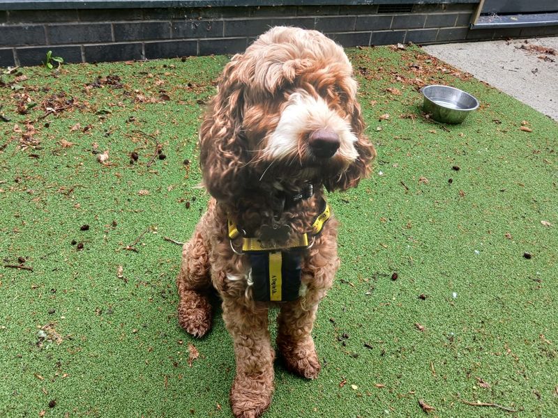 Luna | Poodle (Standard) Cross | Ilfracombe - 2