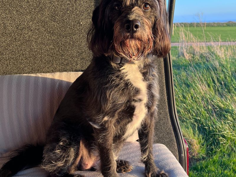 Beagle Dogs And Puppies For Adoption