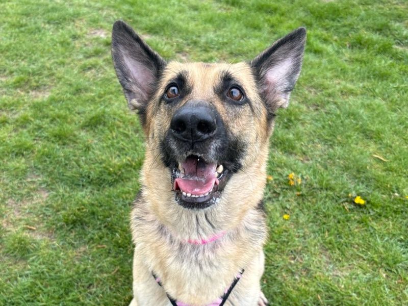 Zaza | German Shepherd Dog | Harefield West London - 1