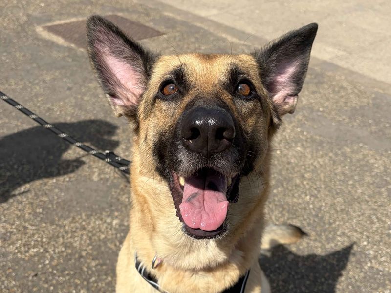 Zaza | German Shepherd Dog | Harefield West London - 2
