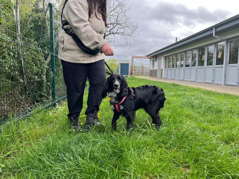 Cocker Spaniel Dogs And Puppies For Adoption