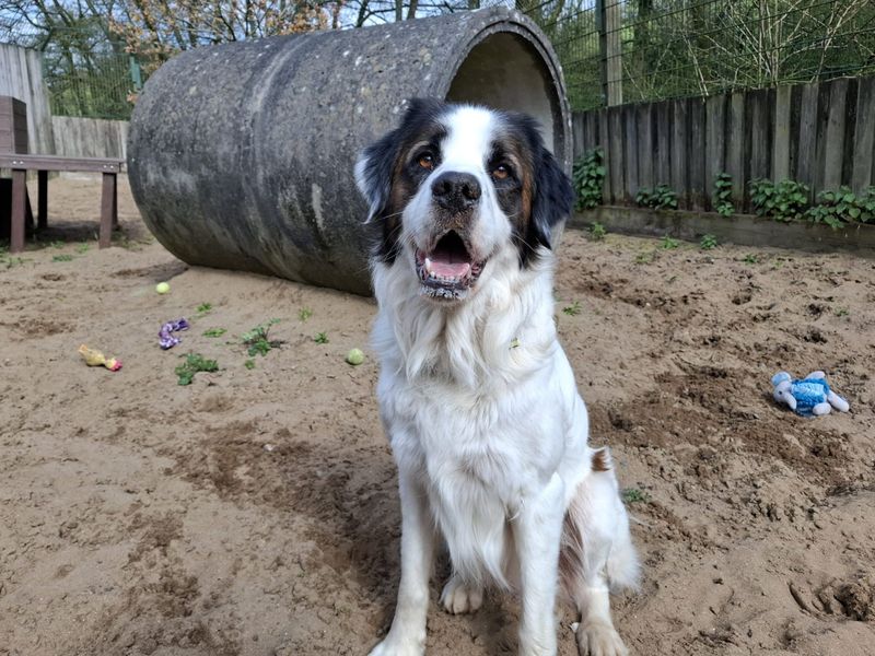 Monty - Image 3 of 4