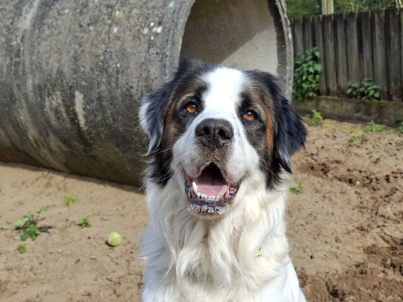 Monty - Image 4 of 4