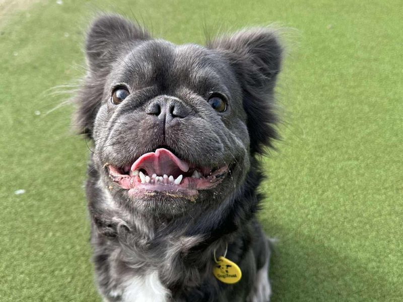 French Bulldog Dogs And Puppies For Adoption