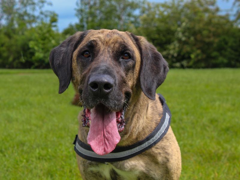 undefined | Turkish Kangal Dog | undefined - 3