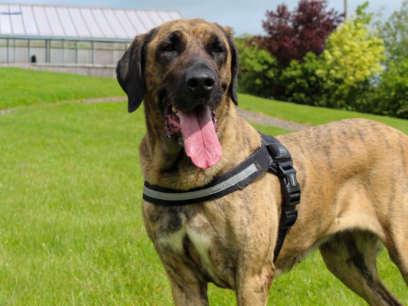 undefined | Turkish Kangal Dog | undefined - 2