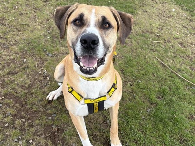 Bailey | St Bernard Cross | Ballymena (Northern Ireland) - 1