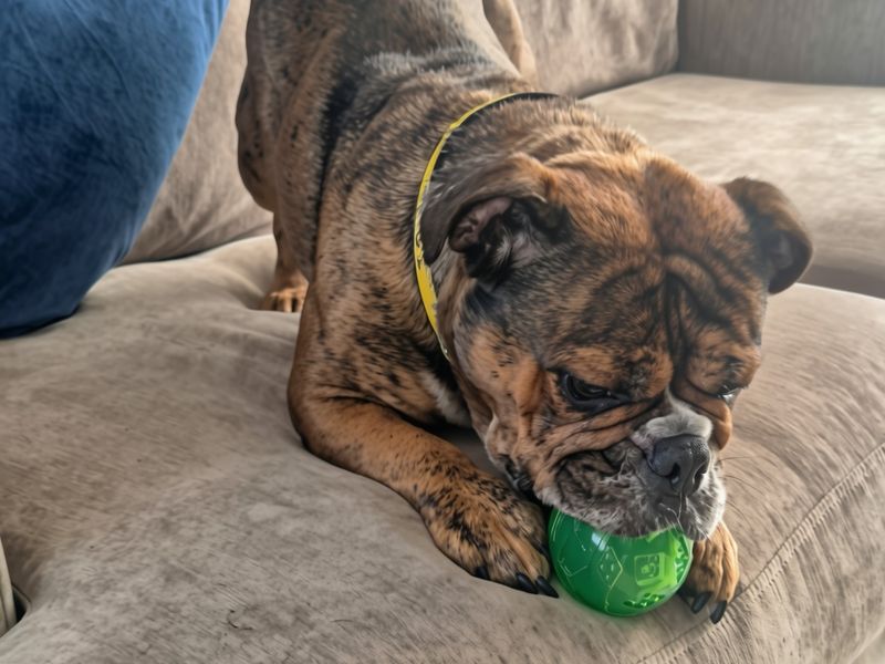 Coco | null | Harefield West London - 1