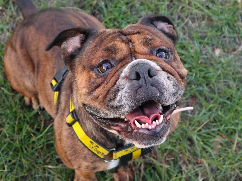 Coco | Bulldog | Harefield West London - 2
