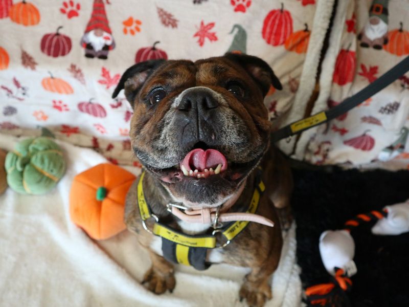 Coco | Bulldog | Harefield West London - 5