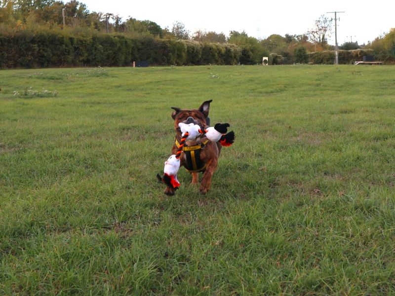 Coco | Bulldog | Harefield West London - 4